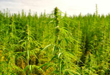 A plantation of cannabis plants.