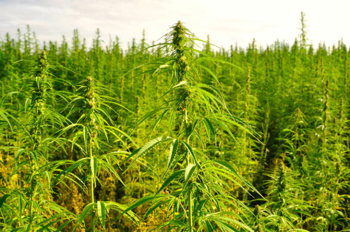 A plantation of cannabis plants.