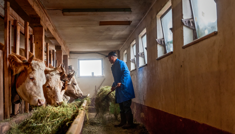 farmer feeding Simmental cattle cows in barn on organic farm