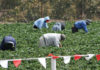 Migrant Workers picking strawberries in a field.