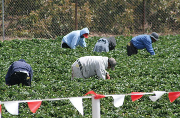 Migrant Workers picking strawberries in a field.